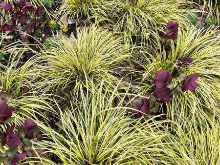 Carex Evergold Grass Online Sale