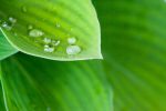 Hosta Blue Cadet Shrub Fashion