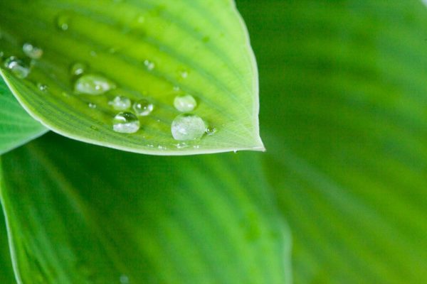 Hosta Blue Cadet Shrub Fashion