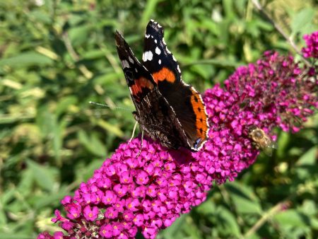 Royal Red Butterfly Bush Online Sale