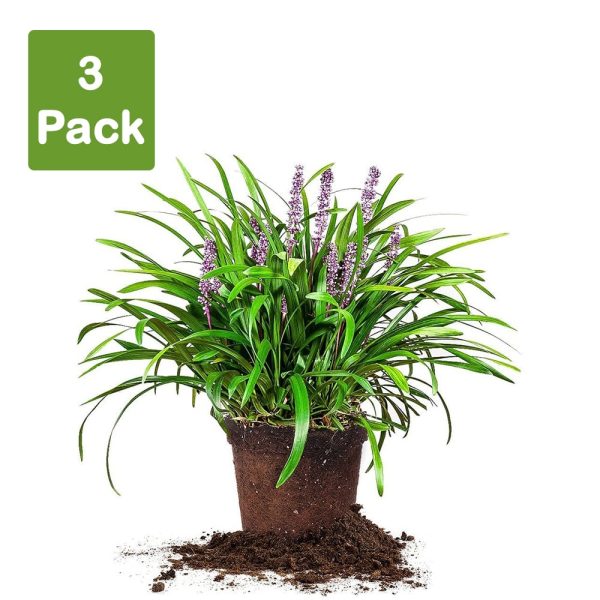 Liriope Royal Purple Shrub Supply