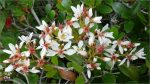 Dwarf Indian Hawthorn Shrub For Sale