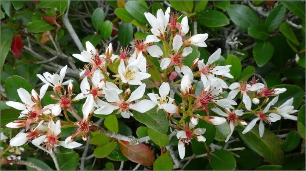 Dwarf Indian Hawthorn Shrub For Sale