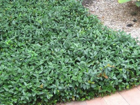 Asiatic Jasmine Shrub Online