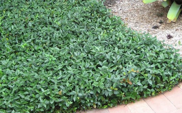 Asiatic Jasmine Shrub Online