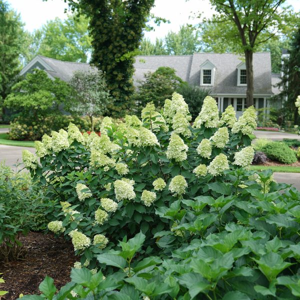 Limelight Prime® Hydrangea Shrub Hot on Sale