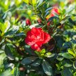 Autumn Fire® Encore® Azalea Shrub Supply