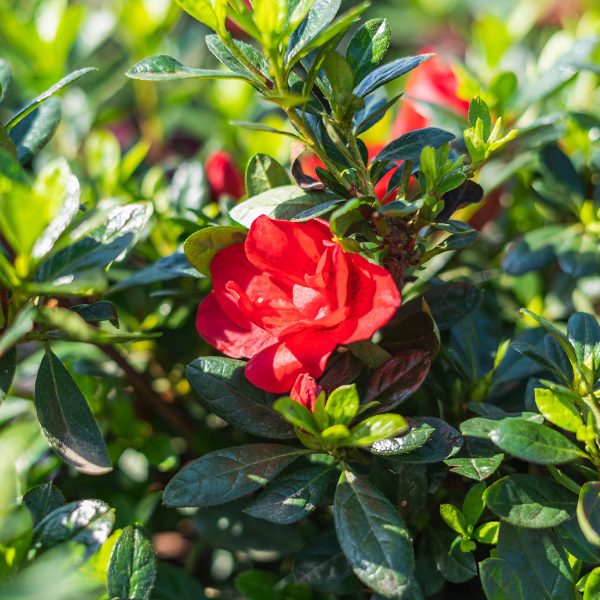 Autumn Fire® Encore® Azalea Shrub Supply