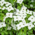 White Kousa Dogwood Tree Online Hot Sale