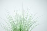 Dwarf Pink Muhly Grass Shrub Online Hot Sale