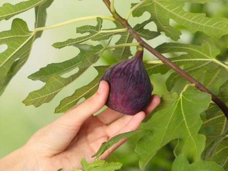 Chicago Hardy Fig Tree Fashion