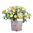 Buttercream Drift® Rose Bush Online now