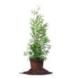 Thuja Green Giant Tree Sale