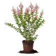 Sioux Crape Myrtle Tree Online now