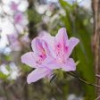 George Taber Azalea Shrub For Cheap