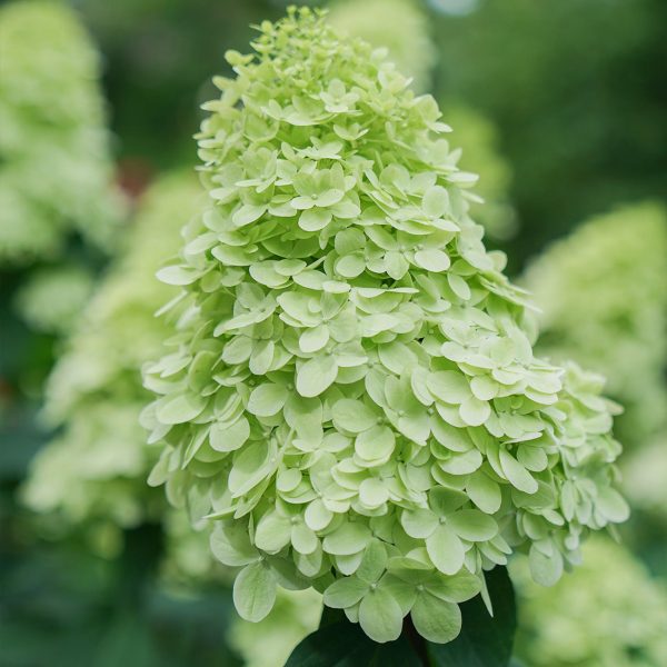 Limelight Prime® Hydrangea Shrub Hot on Sale