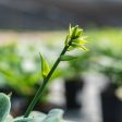 Hosta Blue Angel Plant For Sale