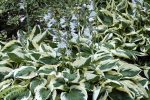 Hosta Patriot Shrub Online Hot Sale