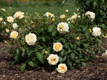 Buttercream Drift® Rose Bush Online now