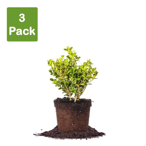 Japanese Boxwood Shrub Hot on Sale