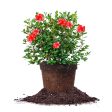 Stewartsonian Azalea Shrub Online