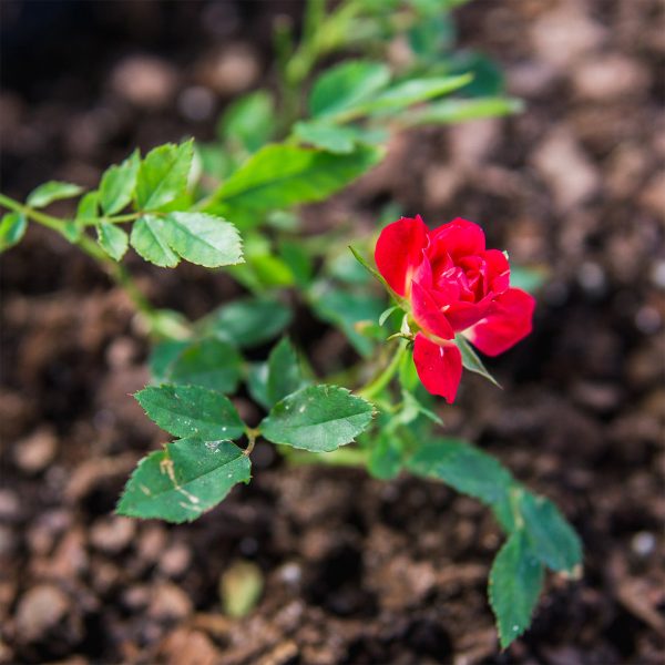 Red Drift® Rose Bush For Discount