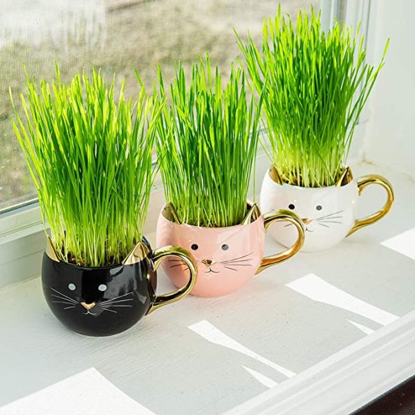 Organic Cat Grass Kit Online now