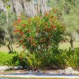 Little John Bottlebrush Tree Online Sale