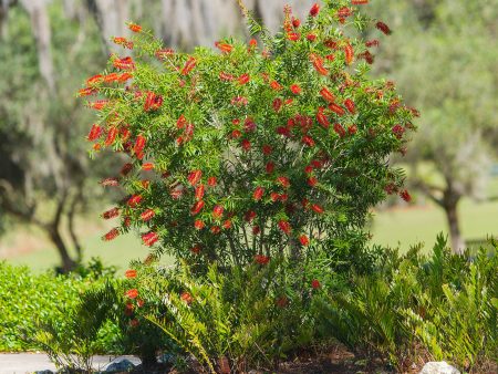 Little John Bottlebrush Tree Online Sale