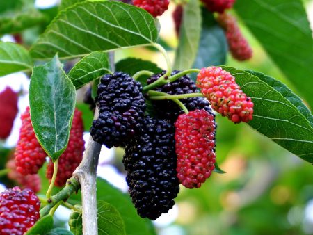 Everbearing Mulberry Tree Online now