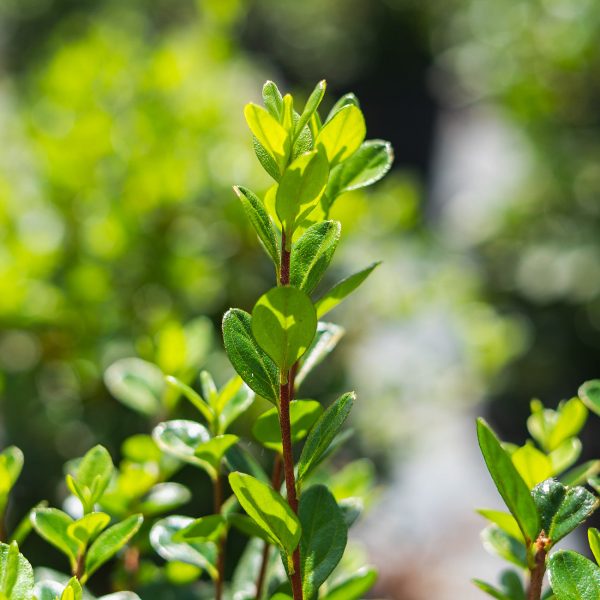 Stewartsonian Azalea Shrub Online