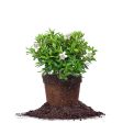 GG Gerbing Azalea Shrub For Discount