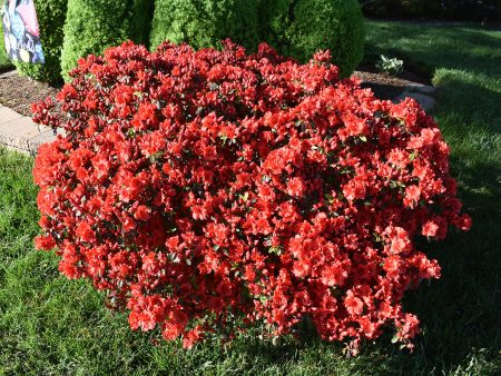 Autumn Bonfire® Encore® Azalea Shrub For Cheap