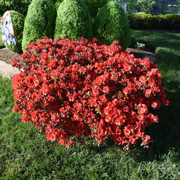 Autumn Bonfire® Encore® Azalea Shrub For Cheap