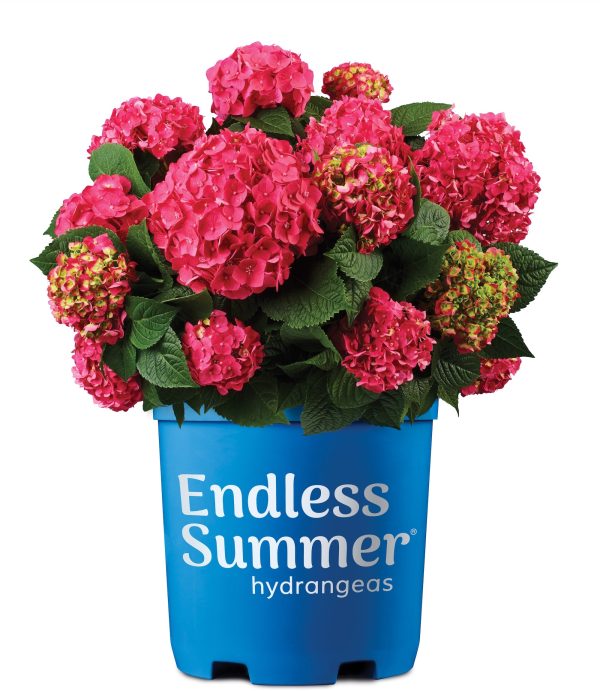 Endless Summer® Summer Crush® Reblooming Hydrangea Fashion