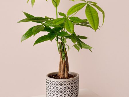 Money Tree Plant Online Hot Sale