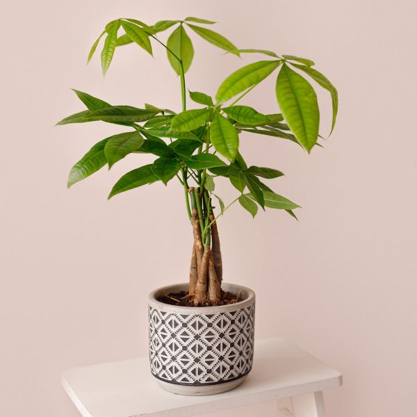 Money Tree Plant Online Hot Sale