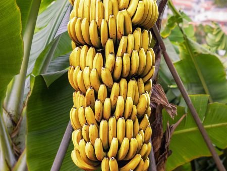 Musa Dwarf Cavendish Banana Tree Supply