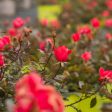 Double Red Knock Out® Rose Bush Fashion