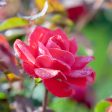 Red Knock Out® Rose Bush Online Sale