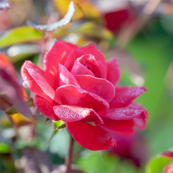 Red Knock Out® Rose Bush Online Sale