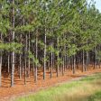 Longleaf Pine Tree Fashion