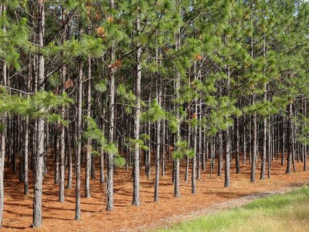 Longleaf Pine Tree Fashion