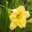 Happy Returns Daylily Shrub Sale