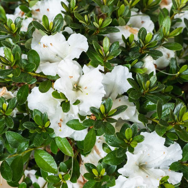 Gumpo White Azalea Shrub Cheap