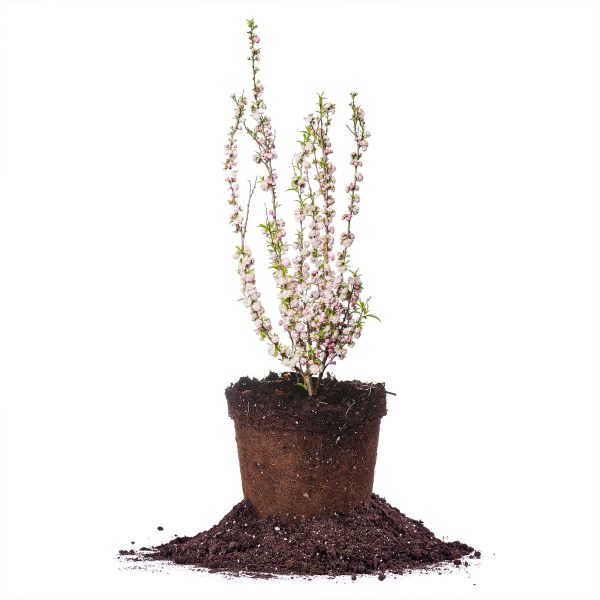 Dwarf Pink Flowering Almond Bush Hot on Sale