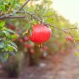 Wonderful Pomegranate Tree For Discount