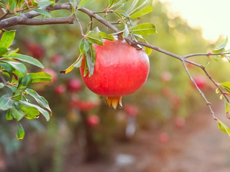 Wonderful Pomegranate Tree For Discount