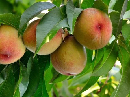 Belle of Georgia Peach Tree Online Sale