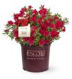 Autumn Bonfire® Encore® Azalea Shrub For Cheap